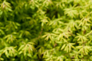 Bamboo Leaf Backdrop