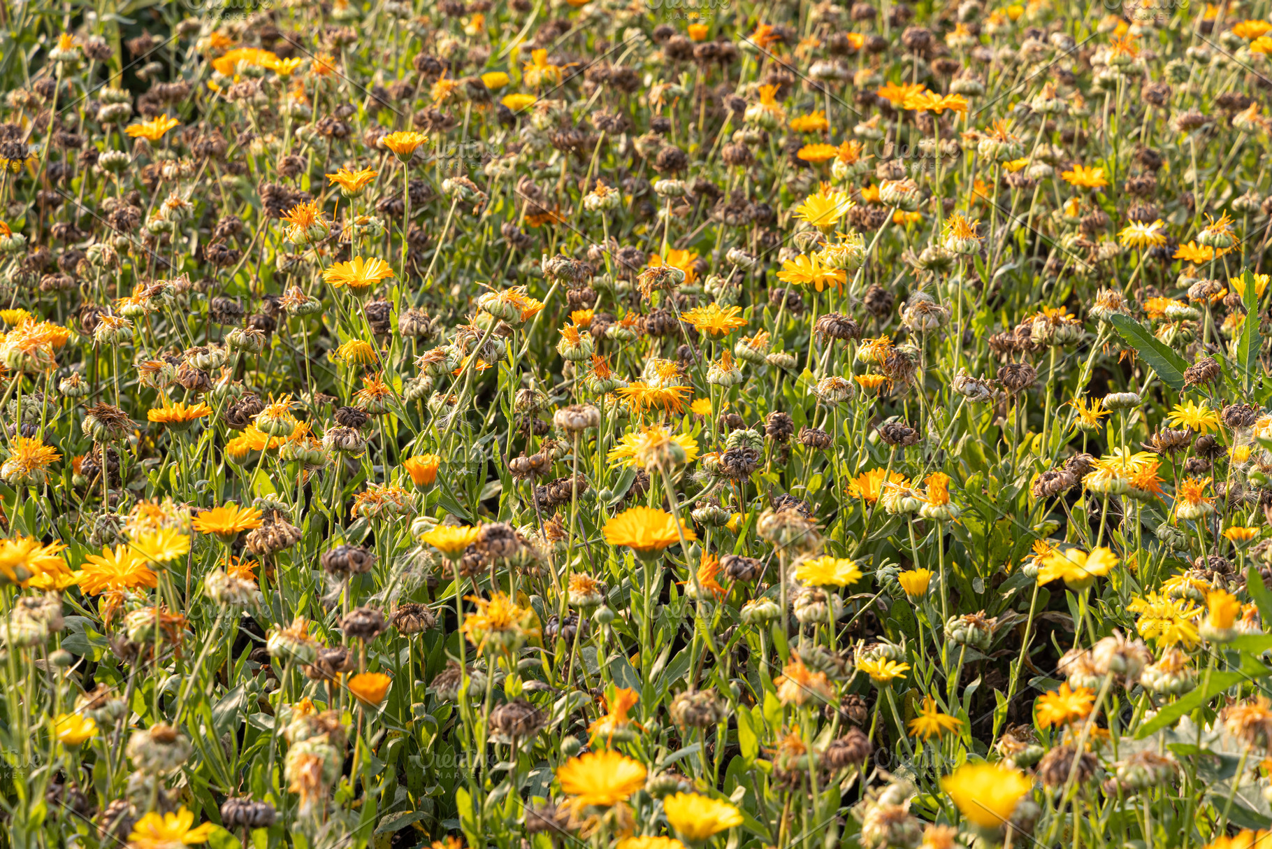 The yellow and orange calendula flow, a Nature Photo by Illustrations&photos