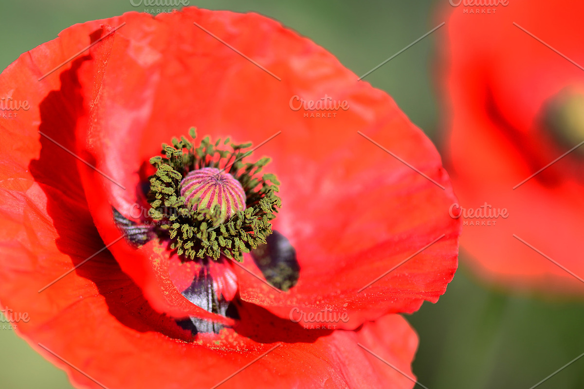 Red Poppy Bundle, a Nature Photo by Corner Croft Mockups (Photo 5 of 5)