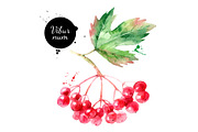 Watercolor Fruits Vector Set 2, a Decorative Illustration by Elena Pimonova (Thumbnail 2 of 4)