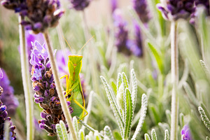 Praying Mantis, an Animal Photo by THP Creative