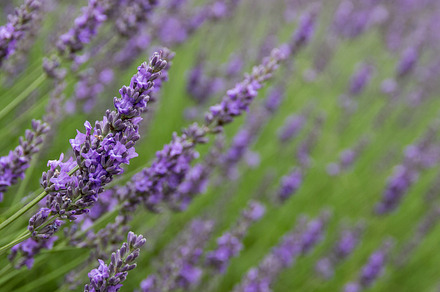 Lavendar Flowers With Bee preview 6