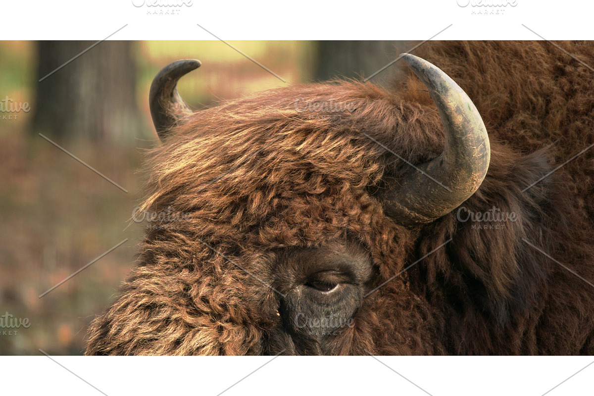 European Bison Or Bison Bonasus, a Graphic by Our Amazing World (Photo 1 of 2)