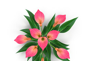 Calla Lily Pink