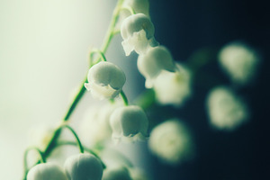 Moody macro shot of lily of the valley flowers. White Convallaria majalis bells, a Nature Photo by Rohan Photography