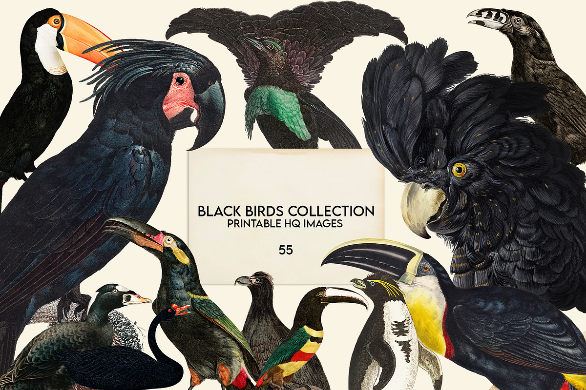 Black Birds Collection, an Animal Illustration by Lilithcollageart (Photo 1 of 7)