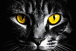 Black cat portrait with golden eyes in dramatic light, an Animal Photo by GoodGoods