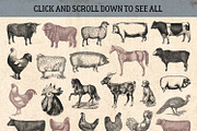 87% OFF Vintage Bundle - Free Update, an Animal Illustration by Brigantine Designs (Thumbnail 5 of 21)