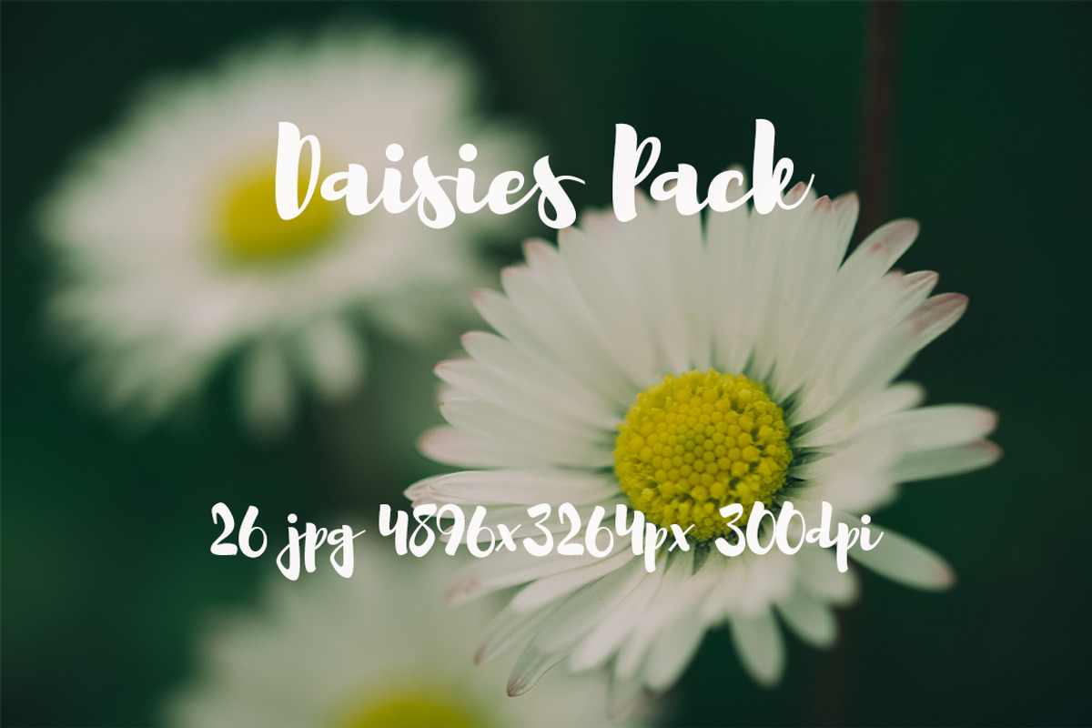 Daisies Pack, a Templates & Theme by ApertureVintage (Photo 13 of 14)