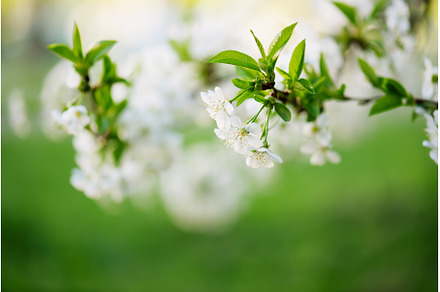 Cherry flowers frame, a Nature Photo by Nature and travel