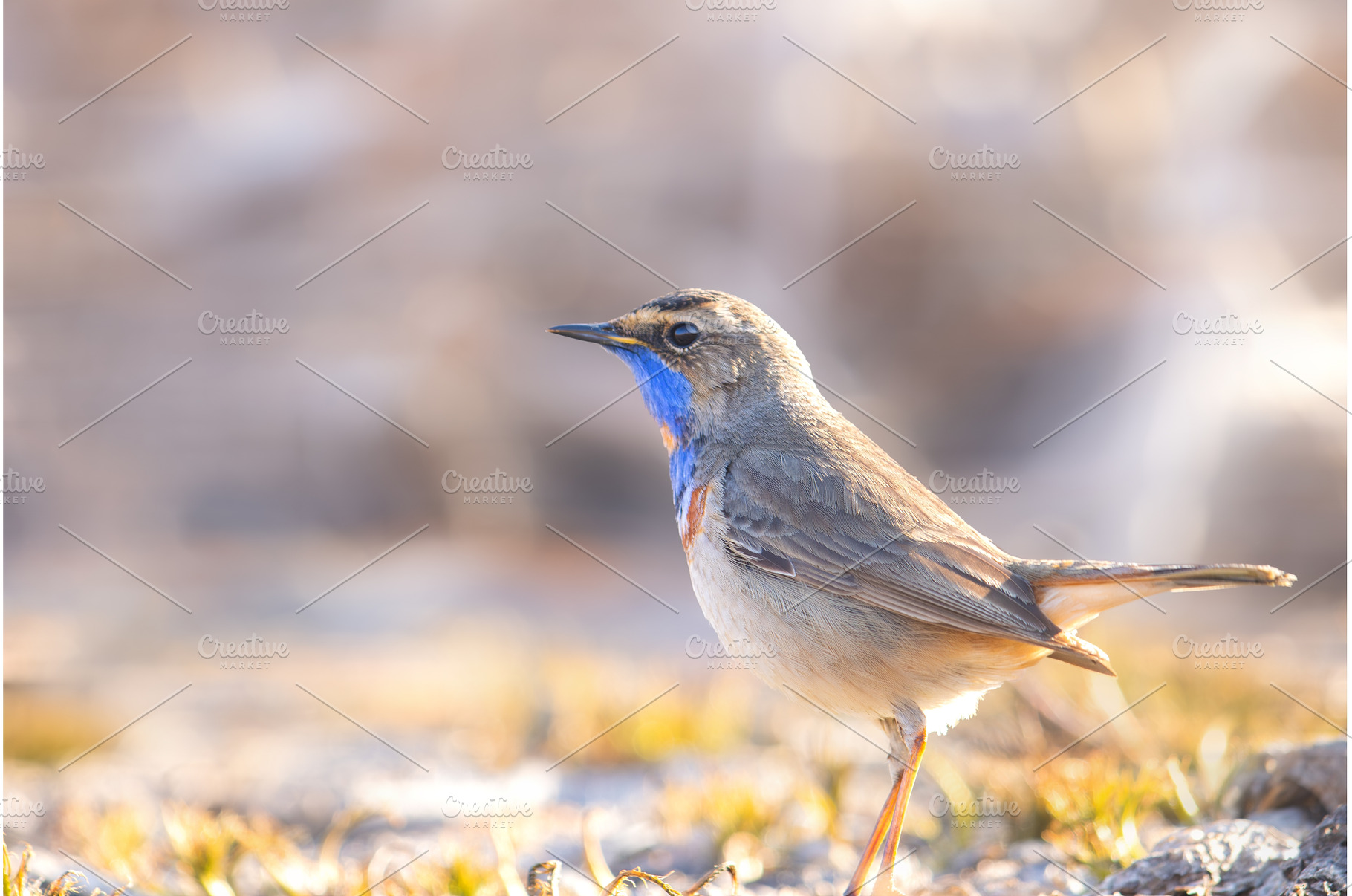 Stunning Male Bluethroat Standing, an Animal Photo by Pakosta