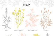 Herbalitica Vol.2 Flower Set, a Healthcare Illustration by eclosque (Thumbnail 2 of 12)