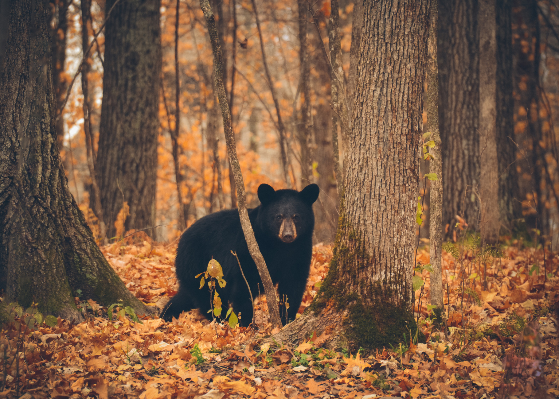 Big Black Bear in the Woods, an Animal Photo by Vanilla Extinction