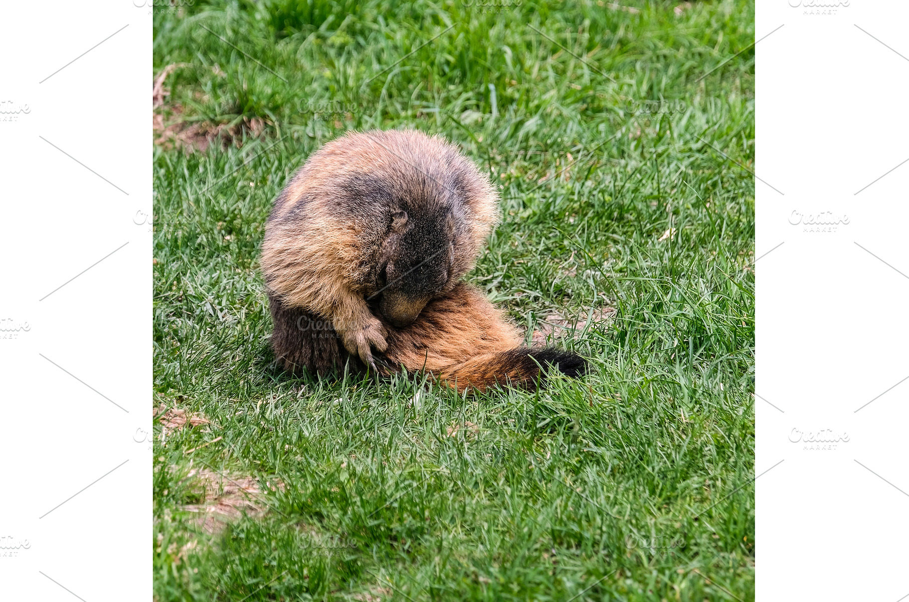 Alpine marmot, marmota marmota. It, an Animal Photo by reisegraf.ch