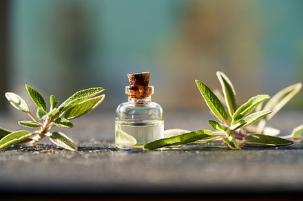 A bottle of sage essential oil with fresh sage