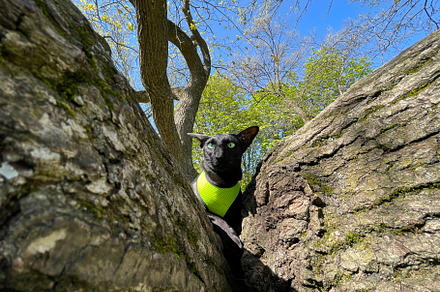 Black cat on tree, an Animal Photo by Vapi