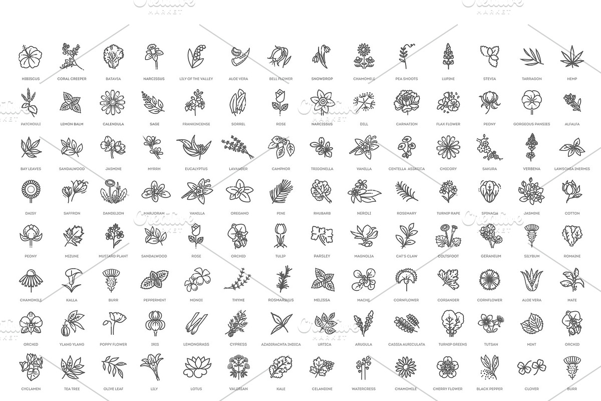 Set of Flowers and Herbs Icons, a Healthcare Illustration by Tettygreen (Photo 1 of 4)
