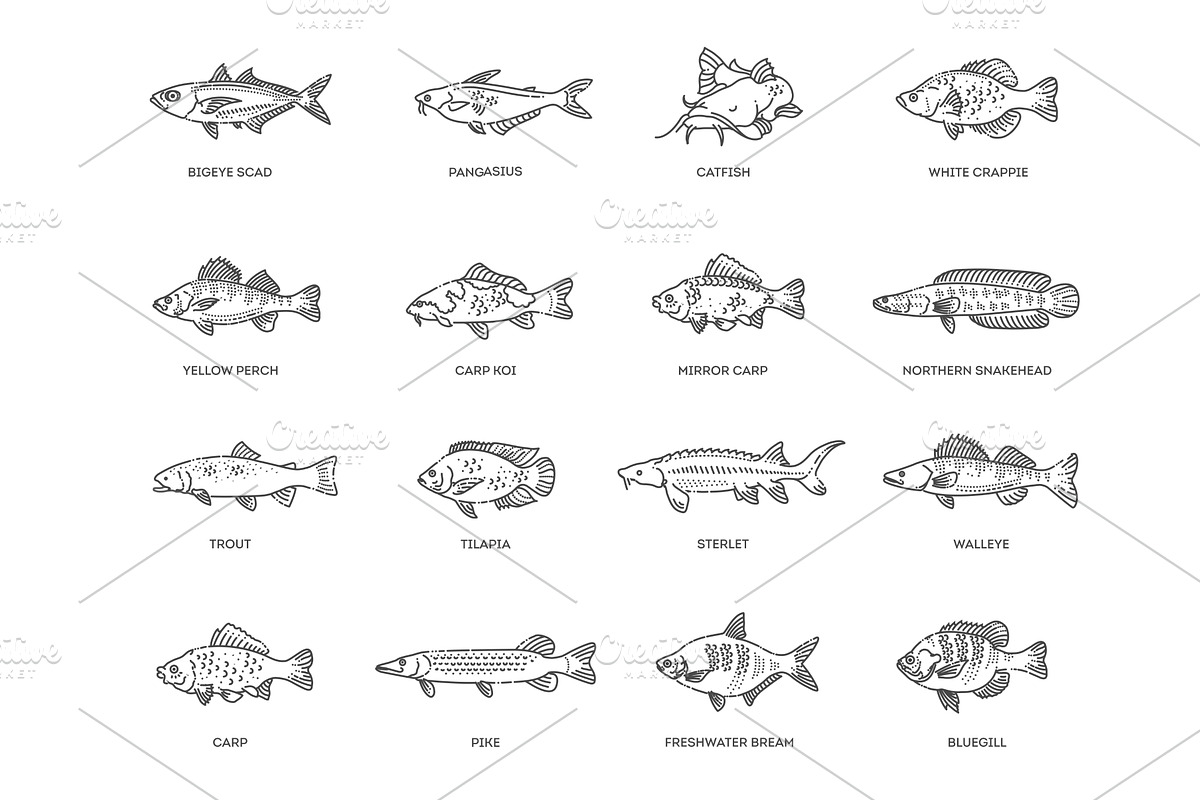 Different types of fish, an Animal Illustration by Tettygreen