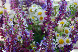 Spring flowers featuring blue, flower, and flowers