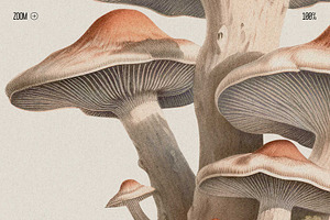 Fungi - Botanical Illustrations