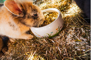 Cute bunny eating from bowl, an Animal Photo by MadPhotos