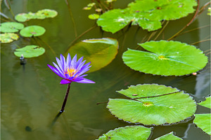 Water lilies in a pond the city of singapore featuring water, green, and lily, a Nature Photo by Leonid Andronov