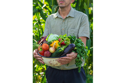 A man farmer is harvesting, a Food & Drink Photo by yanadjana