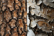 Wood - 163 images, a Nature Photo by Handmadefont (Thumbnail 16 of 25)