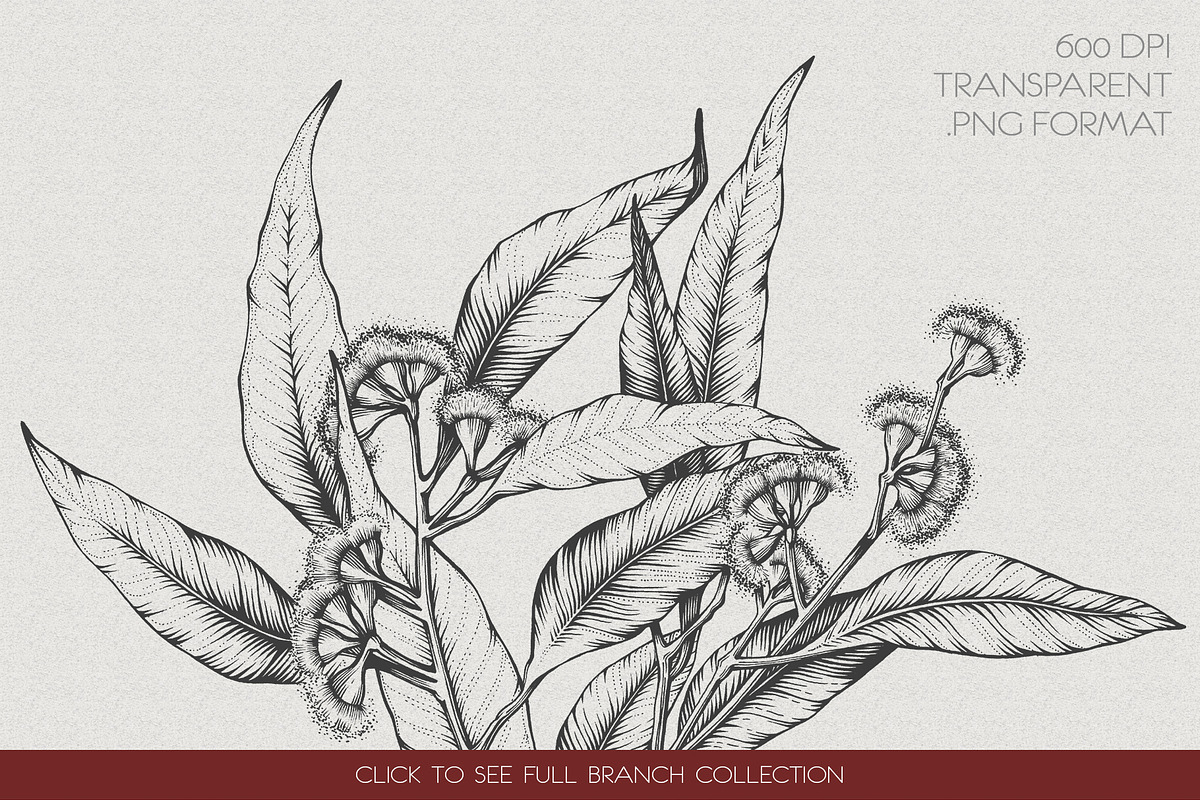 Eucalyptus Illustrations & Extras, an Illustration by Valeryia Aranovich (Photo 2 of 6)
