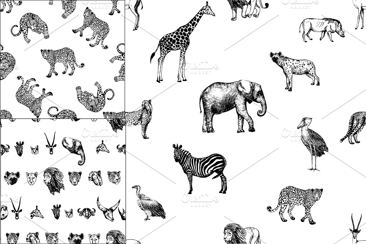 African Animals, an Animal Illustration by Ecaterina Sciuchina (Photo 6 of 7)