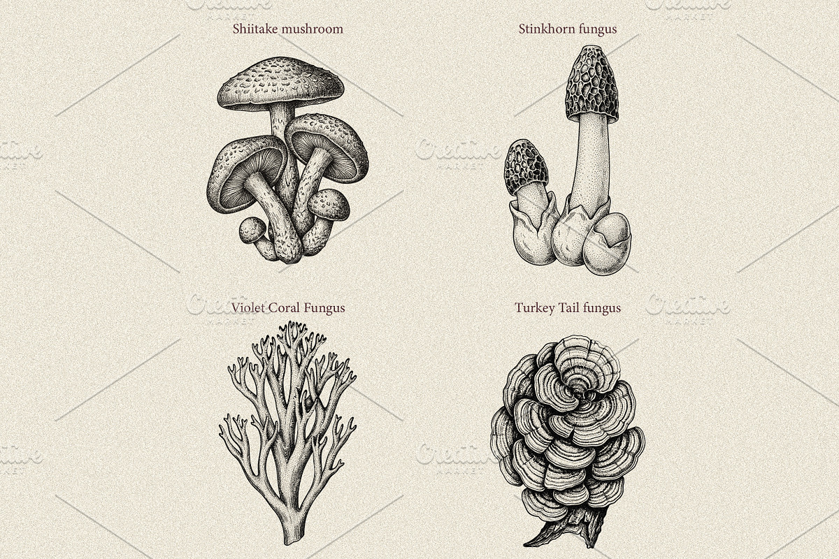 35 Mushrooms & Fungi–Engraved Vector, an Object Graphic by Gonez Studio (Photo 7 of 13)