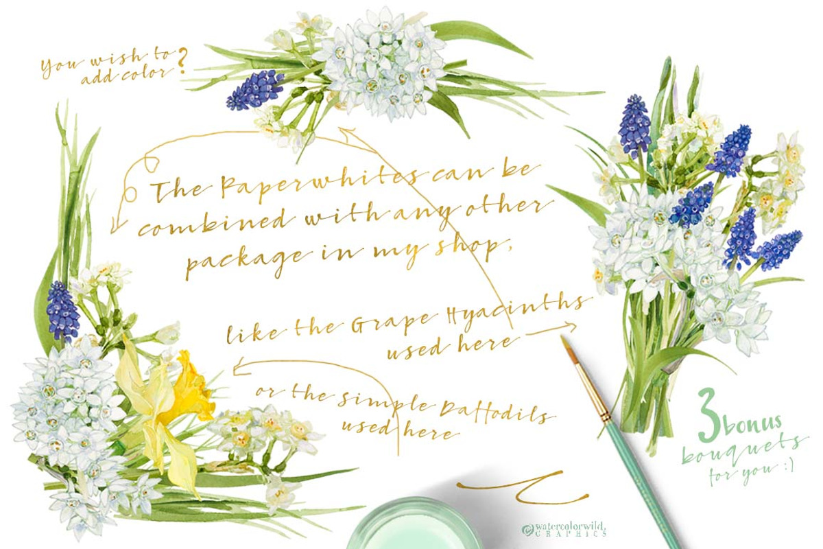 White Spring-Paperwhites, an Illustration by watercolorwild.graphics (Photo 6 of 7)
