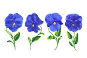 Blue Pansies Vector Set, an Illustration by MarynaPetrovska (Thumbnail 3 of 15)