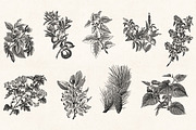 Leaves & Twigs Vintage Illustrations, an Illustration by Graphic Goods (Thumbnail 5 of 10)