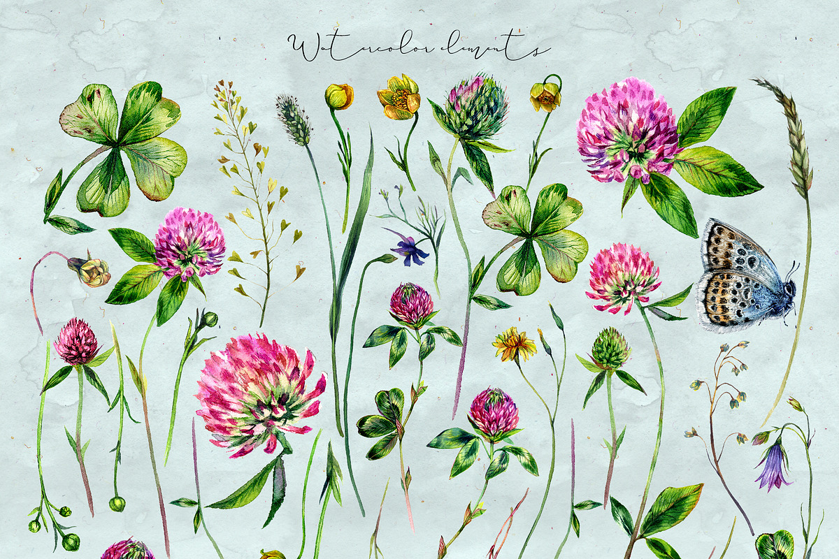SUMMER CLOVER Watercolor Wildflowers, an Illustration by Inna Sinano (Photo 6 of 17)
