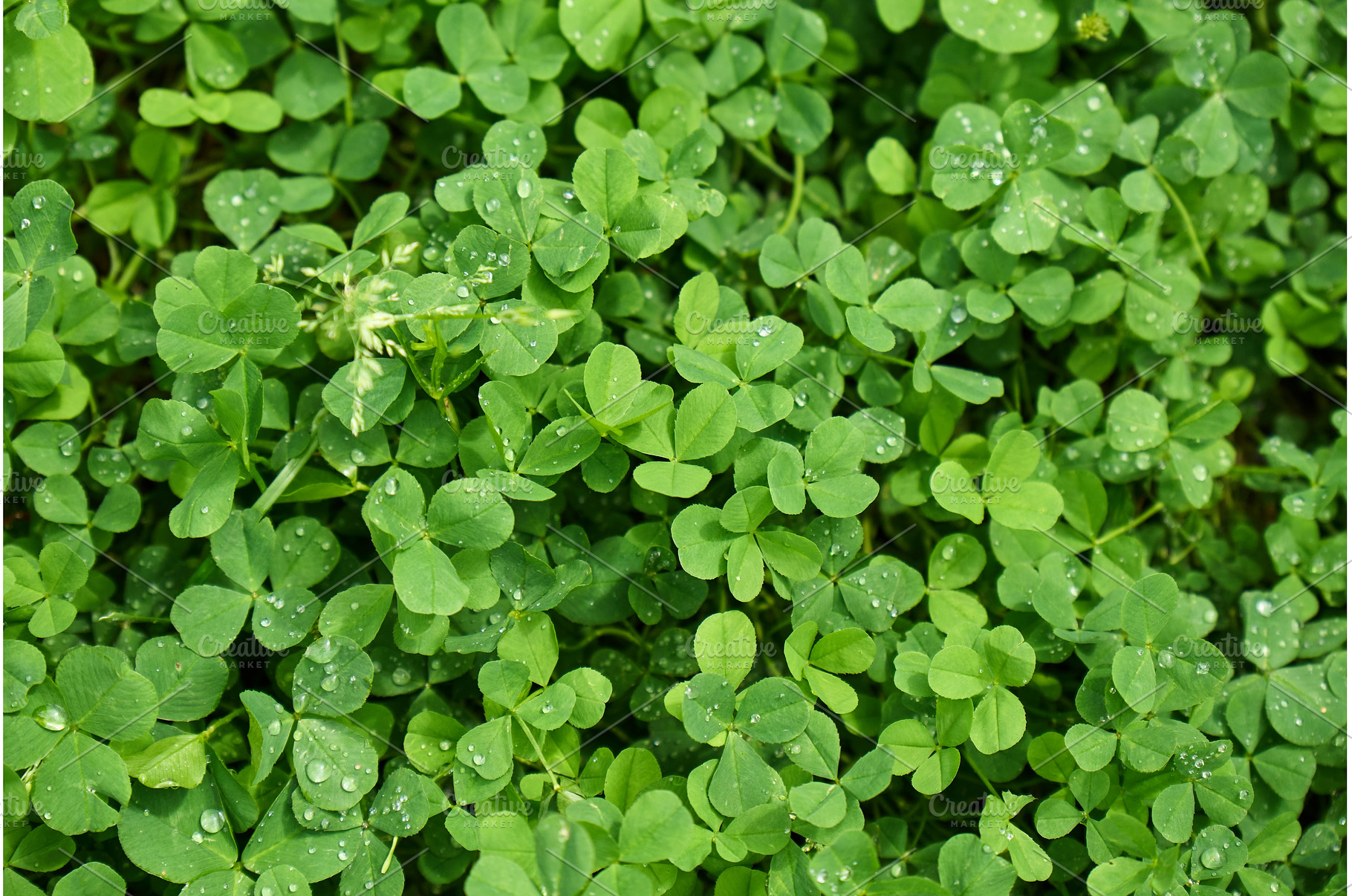 Beautiful clover flowers blooming in, a Nature Photo by darksoul72