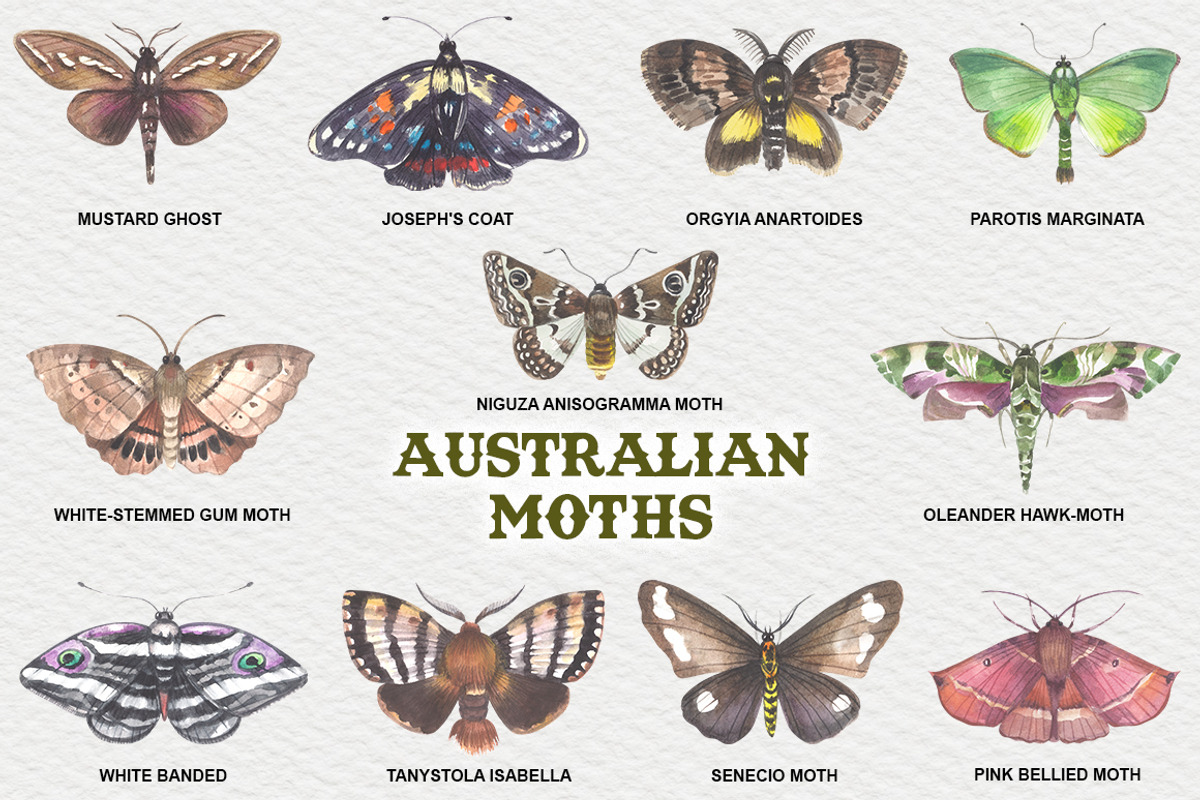 Australian Moths hand painted, an Animal Illustration by FITALARTSNEDIGI (Photo 3 of 8)