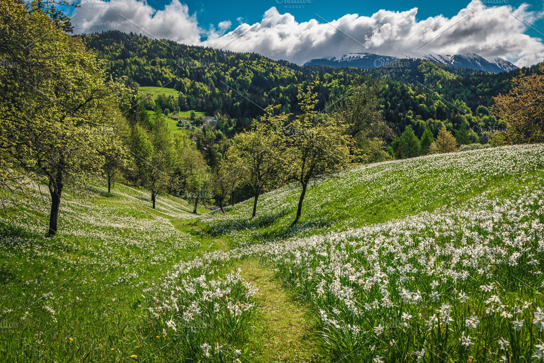 White daffodil flowers in the garden, a Nature Photo by Alpine Dreams