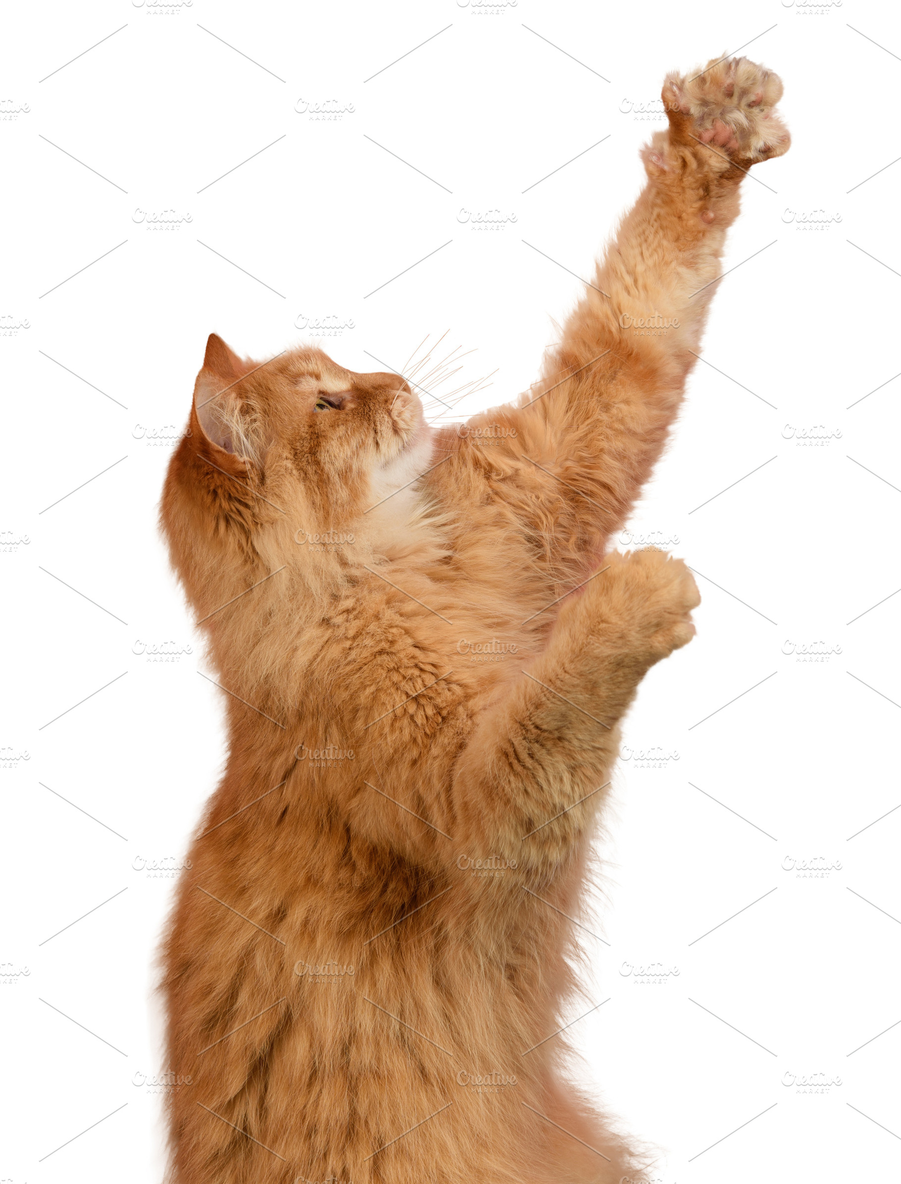 A fluffy ginger cat stretches upward, extending its front paw. T, an Animal Photo by ndanko