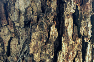 Bark containing tree, bark, and photo