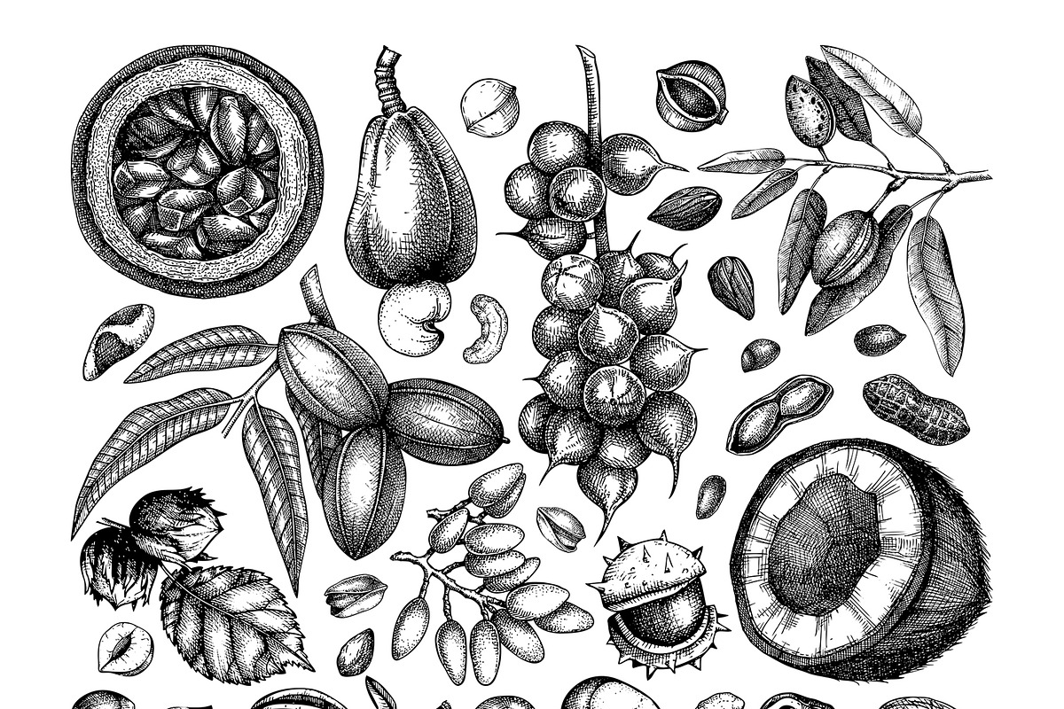 Nuts Hand-Drawn Vector Illustrations, a Food Illustration by Yevheniia (Photo 3 of 15)