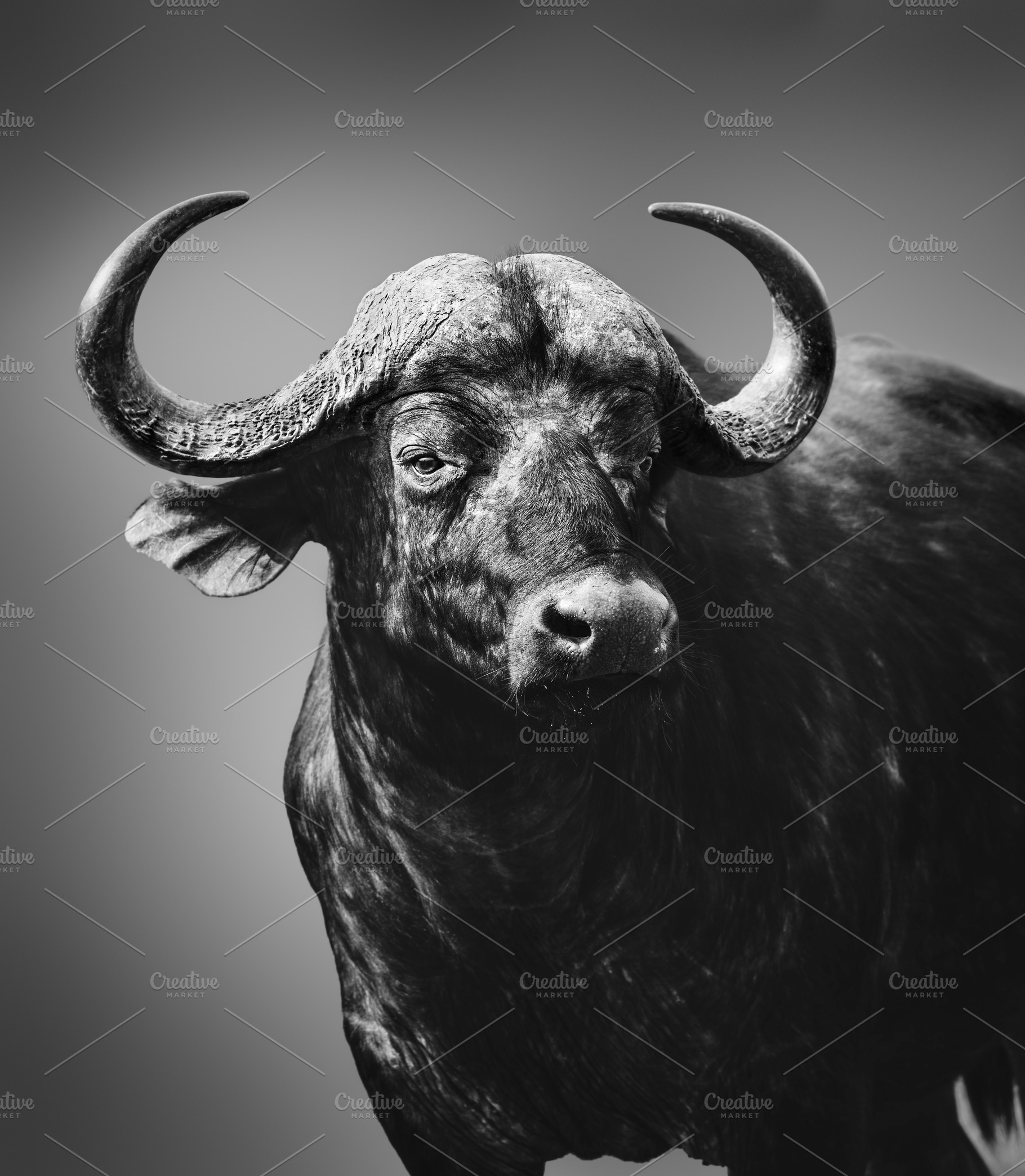 Alerted buffalo bull, black & white, an Animal Photo by Etienne & Yolandi Outram