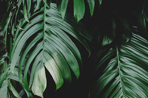 Monstera Leaves Closeup Stock Photo