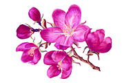 4 Apple Tree Flower Branches, an Illustration by MarynaPetrovska (Thumbnail 5 of 14)