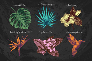 Hand Drawn Tropical Plants