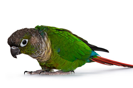 Green cheecked pyrrhura molinae parr stock photo containing pyrrhura and adult, an Animal Photo by Cat'chy Images by Nynke