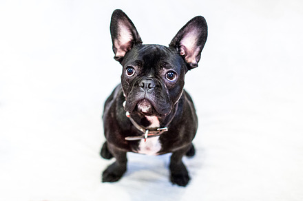 French bulldog stock photo