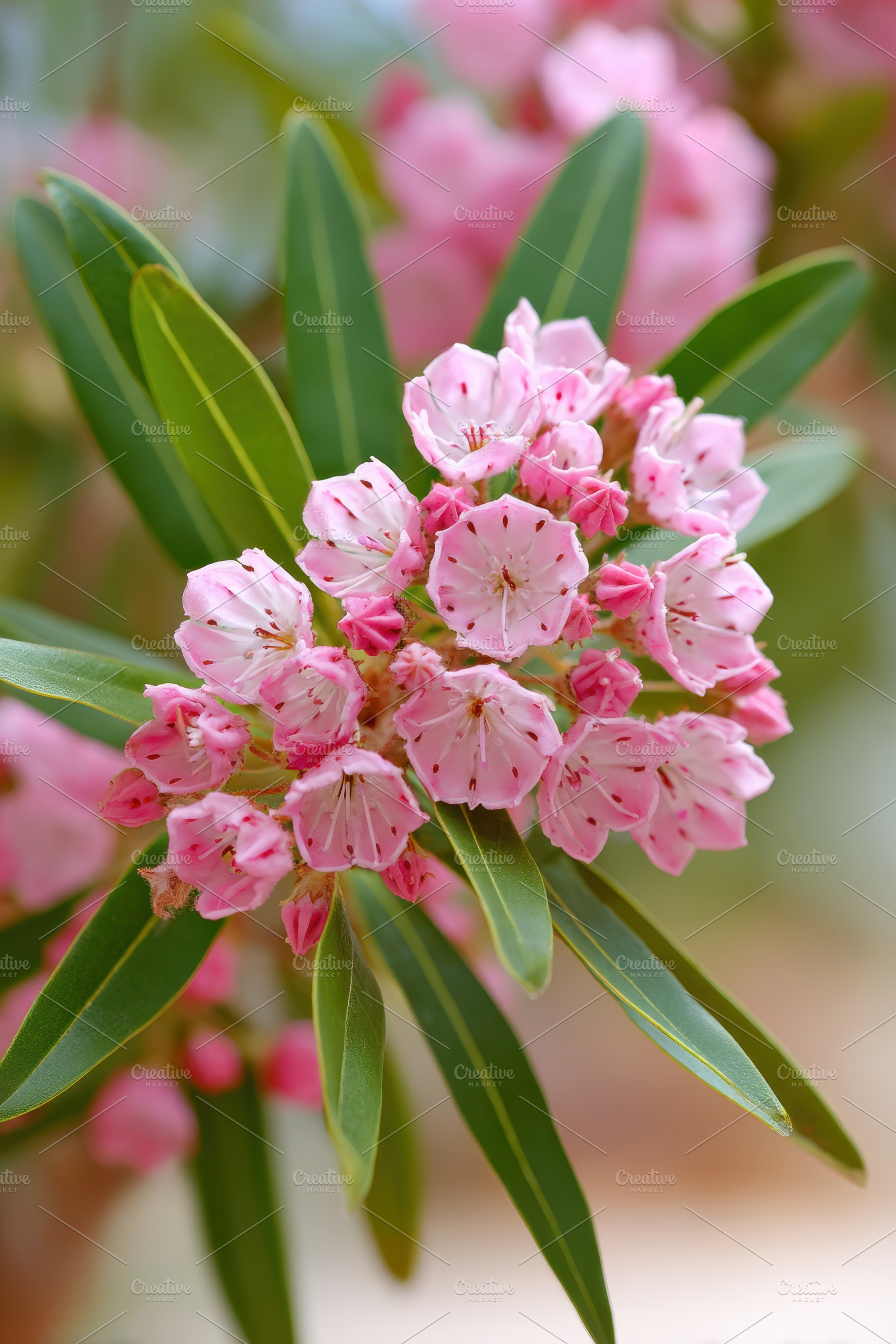 Close-up of pink flowering plant, a Nature Photo by AlyaAnd
