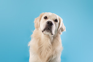 Domestic animal. Portrait of cute golden retriever dog sitting over blue studio, a Photo by Prostock-Studio