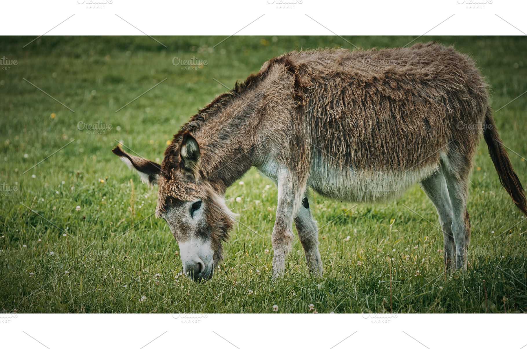 Quiet Donkey Grazing in Lush Green, an Animal Photo by Our Amazing World